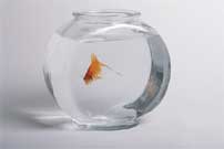 A Goldfish